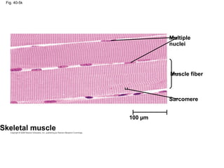 Fig. 40-5k
Skeletal muscle
Multiple
nuclei
Muscle fiber
Sarcomere
100 µm
 