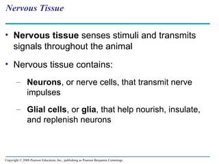 Nervous Tissue
• Nervous tissue senses stimuli and transmits
signals throughout the animal
• Nervous tissue contains:
– Neurons, or nerve cells, that transmit nerve
impulses
– Glial cells, or glia, that help nourish, insulate,
and replenish neurons
Copyright © 2008 Pearson Education, Inc., publishing as Pearson Benjamin Cummings
 