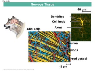 Fig. 40-5n
Glial cells
Nervous Tissue
15 µm
Dendrites
Cell body
Axon
Neuron
Axons
Blood vessel
40 µm
 