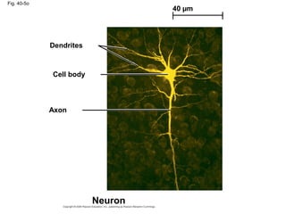 Fig. 40-5o
Dendrites
Cell body
Axon
40 µm
Neuron
 