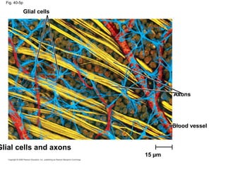 Fig. 40-5p
Glial cells
Axons
Blood vessel
Glial cells and axons
15 µm
 