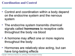 Coordination and Control
• Control and coordination within a body depend
on the endocrine system and the nervous
system
• The endocrine system transmits chemical
signals called hormones to receptive cells
throughout the body via blood
• A hormone may affect one or more regions
throughout the body
• Hormones are relatively slow acting, but can
have long-lasting effects
Copyright © 2008 Pearson Education, Inc., publishing as Pearson Benjamin Cummings
 