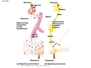 Fig. 40-6
Stimulus
Hormone
Endocrine
cell
Signal travels
everywhere
via the
bloodstream.
Blood
vessel
Response
(a) Signaling by hormones
Stimulus
Neuron
Axon
Signal
Signal travels
along axon to
a specific
location.
Signal
Axons
Response
(b) Signaling by neurons
 