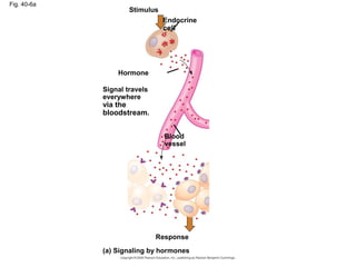Fig. 40-6a
Stimulus
Endocrine
cell
Hormone
Signal travels
everywhere
via the
bloodstream.
Blood
vessel
Response
(a) Signaling by hormones
 