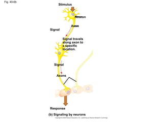 Fig. 40-6b
Stimulus
Neuron
Axon
Signal
Signal travels
along axon to
a specific
location.
Signal
Axons
Response
(b) Signaling by neurons
 