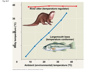 Fig. 40-7
River otter (temperature regulator)
Largemouth bass
(temperature conformer)
Bodytemperature(°C)
0 10
10
20
20
30
30
40
40
Ambient (environmental) temperature (ºC)
 