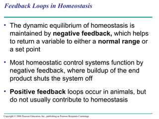 Feedback Loops in Homeostasis
• The dynamic equilibrium of homeostasis is
maintained by negative feedback, which helps
to return a variable to either a normal range or
a set point
• Most homeostatic control systems function by
negative feedback, where buildup of the end
product shuts the system off
• Positive feedback loops occur in animals, but
do not usually contribute to homeostasis
Copyright © 2008 Pearson Education, Inc., publishing as Pearson Benjamin Cummings
 
