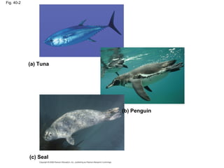 Fig. 40-2
(a) Tuna
(b) Penguin
(c) Seal
 