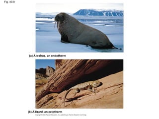 Fig. 40-9
(a) A walrus, an endotherm
(b) A lizard, an ectotherm
 