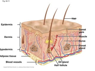 Fig. 40-11
Epidermis
Dermis
Hypodermis
Adipose tissue
Blood vessels
Hair
Sweat
pore
Muscle
Nerve
Sweat
gland
Oil gland
Hair follicle
 