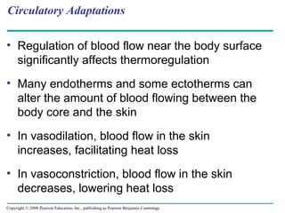 • Regulation of blood flow near the body surface
significantly affects thermoregulation
• Many endotherms and some ectotherms can
alter the amount of blood flowing between the
body core and the skin
• In vasodilation, blood flow in the skin
increases, facilitating heat loss
• In vasoconstriction, blood flow in the skin
decreases, lowering heat loss
Circulatory Adaptations
Copyright © 2008 Pearson Education, Inc., publishing as Pearson Benjamin Cummings
 