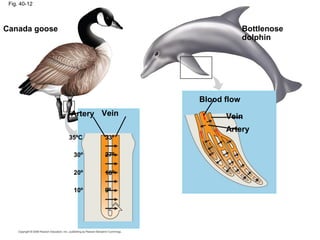 Fig. 40-12
Canada goose Bottlenose
dolphin
Artery
Artery
Vein Vein
Blood flow
33º35ºC
27º30º
18º20º
10º 9º
 