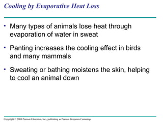 Cooling by Evaporative Heat Loss
• Many types of animals lose heat through
evaporation of water in sweat
• Panting increases the cooling effect in birds
and many mammals
• Sweating or bathing moistens the skin, helping
to cool an animal down
Copyright © 2008 Pearson Education, Inc., publishing as Pearson Benjamin Cummings
 