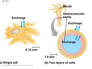 Fig. 40-3
Exchange
0.15 mm
a) Single cell
1.5 mm
(b) Two layers of cells
Exchange
Exchange
Mouth
Gastrovascular
cavity
 