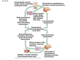 Fig. 40-16
Sweat glands secrete
sweat, which evaporates,
cooling the body.
Thermostat in hypothalamus
activates cooling mechanisms.
Blood vessels
in skin dilate:
capillaries fill;
heat radiates
from skin.
Increased body
temperature
Decreased body
temperature
Thermostat in
hypothalamus
activates warming
mechanisms.
Blood vessels in skin
constrict, reducing
heat loss.
Skeletal muscles contract;
shivering generates heat.
Body temperature
increases; thermostat
shuts off warming
mechanisms.
Homeostasis:
Internal temperature
of 36–38°C
Body temperature
decreases;
thermostat
shuts off cooling
mechanisms.
 