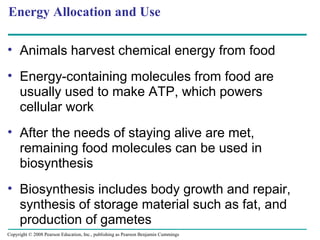 Energy Allocation and Use
• Animals harvest chemical energy from food
• Energy-containing molecules from food are
usually used to make ATP, which powers
cellular work
• After the needs of staying alive are met,
remaining food molecules can be used in
biosynthesis
• Biosynthesis includes body growth and repair,
synthesis of storage material such as fat, and
production of gametes
Copyright © 2008 Pearson Education, Inc., publishing as Pearson Benjamin Cummings
 