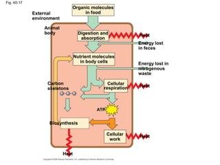 Fig. 40-17
Organic molecules
in foodExternal
environment
Animal
body Digestion and
absorption
Nutrient molecules
in body cells
Carbon
skeletons
Cellular
respiration
ATP
Heat
Energy lost
in feces
Energy lost in
nitrogenous
waste
Heat
Biosynthesis
Heat
Heat
Cellular
work
 