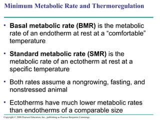Minimum Metabolic Rate and Thermoregulation
• Basal metabolic rate (BMR) is the metabolic
rate of an endotherm at rest at a “comfortable”
temperature
• Standard metabolic rate (SMR) is the
metabolic rate of an ectotherm at rest at a
specific temperature
• Both rates assume a nongrowing, fasting, and
nonstressed animal
• Ectotherms have much lower metabolic rates
than endotherms of a comparable size
Copyright © 2008 Pearson Education, Inc., publishing as Pearson Benjamin Cummings
 