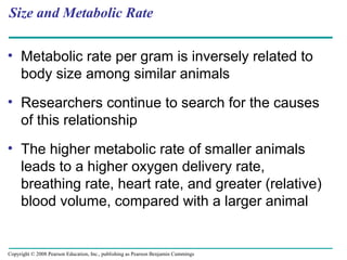 Size and Metabolic Rate
• Metabolic rate per gram is inversely related to
body size among similar animals
• Researchers continue to search for the causes
of this relationship
• The higher metabolic rate of smaller animals
leads to a higher oxygen delivery rate,
breathing rate, heart rate, and greater (relative)
blood volume, compared with a larger animal
Copyright © 2008 Pearson Education, Inc., publishing as Pearson Benjamin Cummings
 