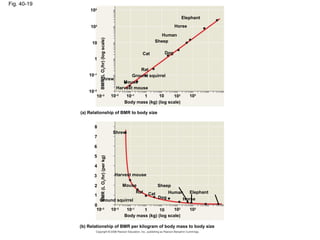 Fig. 40-19
Elephant
Horse
Human
Sheep
DogCat
Rat
Ground squirrel
Mouse
Harvest mouse
Shrew
Body mass (kg) (log scale)BMR(LO2/hr)(Iogscale)
10–3 10–2
10–2
10–1
10–1
10
10
1
1 102
102
103
103
(a) Relationship of BMR to body size
Shrew
Mouse
Harvest mouse
Sheep
Rat Cat
Dog
Human
Horse
Elephant
BMR(LO2/hr)(perkg)
Ground squirrel
Body mass (kg) (log scale)
10–3
10–2
10–1
1 10 102
103
0
1
2
3
4
5
6
8
7
(b) Relationship of BMR per kilogram of body mass to body size
 