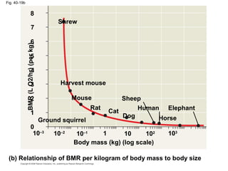Fig. 40-19b
103
102
10110–110–210–3
0
1
2
3
4
5
6
7
8
Body mass (kg) (log scale)
(b) Relationship of BMR per kilogram of body mass to body size
BMR(LO2/hr)(perkg)
Shrew
Harvest mouse
Mouse
Rat
Ground squirrel
Cat
Sheep
Dog
Human
Horse
Elephant
 