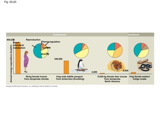 Fig. 40-20
Annualenergyexpenditure(kcal/hr)
60-kg female human
from temperate climate
800,000
Basal
(standard)
metabolism
Reproduction
Thermoregulation
Growth
Activity
340,000
4-kg male Adélie penguin
from Antarctica (brooding)
4,000
0.025-kg female deer mouse
from temperate
North America
8,000
4-kg female eastern
indigo snake
Endotherms Ectotherm
 
