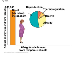 Fig. 40-20a
Annualenergyexpenditure(kcal/hr)
60-kg female human
from temperate climate
800,000
Basal
(standard)
metabolism
Reproduction
Thermoregulation
Growth
Activity
 