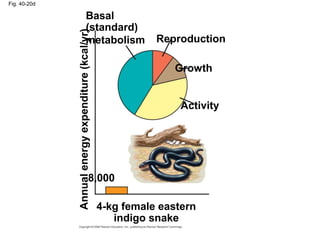 Fig. 40-20d
Reproduction
Growth
Activity
Basal
(standard)
metabolism
4-kg female eastern
indigo snake
8,000
Annualenergyexpenditure(kcal/yr)
 