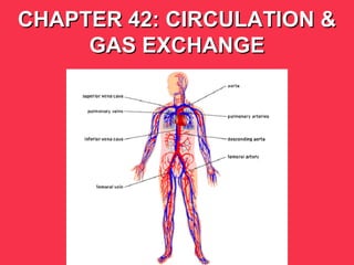 CHAPTER 42: CIRCULATION &CHAPTER 42: CIRCULATION &
GAS EXCHANGEGAS EXCHANGE
 