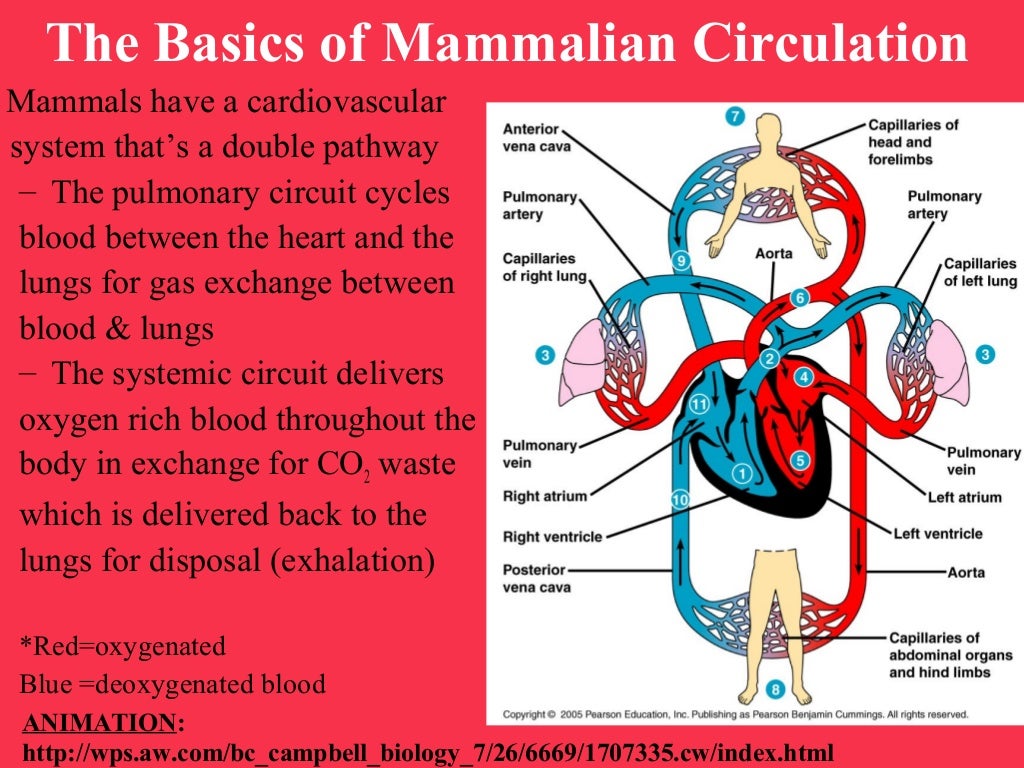 AP Biology Circulation and Gas Exchange