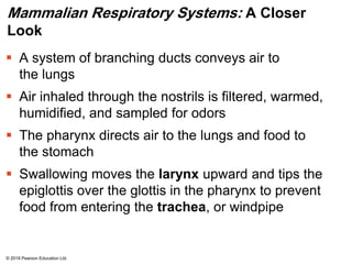 Mammalian Respiratory Systems: A Closer
Look
 A system of branching ducts conveys air to
the lungs
 Air inhaled through the nostrils is filtered, warmed,
humidified, and sampled for odors
 The pharynx directs air to the lungs and food to
the stomach
 Swallowing moves the larynx upward and tips the
epiglottis over the glottis in the pharynx to prevent
food from entering the trachea, or windpipe
© 2018 Pearson Education Ltd.
 