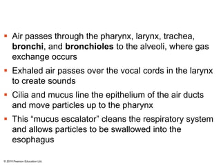  Air passes through the pharynx, larynx, trachea,
bronchi, and bronchioles to the alveoli, where gas
exchange occurs
 Exhaled air passes over the vocal cords in the larynx
to create sounds
 Cilia and mucus line the epithelium of the air ducts
and move particles up to the pharynx
 This “mucus escalator” cleans the respiratory system
and allows particles to be swallowed into the
esophagus
© 2018 Pearson Education Ltd.
 