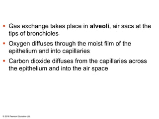  Gas exchange takes place in alveoli, air sacs at the
tips of bronchioles
 Oxygen diffuses through the moist film of the
epithelium and into capillaries
 Carbon dioxide diffuses from the capillaries across
the epithelium and into the air space
© 2018 Pearson Education Ltd.
 