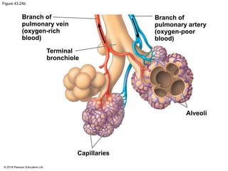 Figure 43.24b
Branch of
pulmonary vein
(oxygen-rich
blood)
Terminal
bronchiole
Branch of
pulmonary artery
(oxygen-poor
blood)
Alveoli
Capillaries
© 2018 Pearson Education Ltd.
 