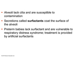  Alveoli lack cilia and are susceptible to
contamination
 Secretions called surfactants coat the surface of
the alveoli
 Preterm babies lack surfactant and are vulnerable to
respiratory distress syndrome; treatment is provided
by artificial surfactants
© 2018 Pearson Education Ltd.
 