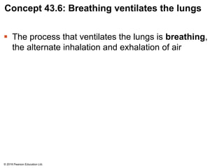 Concept 43.6: Breathing ventilates the lungs
 The process that ventilates the lungs is breathing,
the alternate inhalation and exhalation of air
© 2018 Pearson Education Ltd.
 