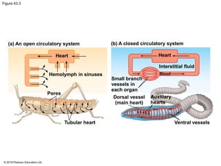 Figure 43.3
(a) An open circulatory system
Heart
(b) A closed circulatory system
Heart
Interstitial fluid
Hemolymph in sinuses
Pores
Small branch
vessels in
each organ
Dorsal vessel
(main heart)
Blood
Auxiliary
hearts
Tubular heart Ventral vessels
© 2018 Pearson Education Ltd.
 
