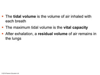  The tidal volume is the volume of air inhaled with
each breath
 The maximum tidal volume is the vital capacity
 After exhalation, a residual volume of air remains in
the lungs
© 2018 Pearson Education Ltd.
 