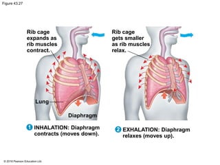 Figure 43.27
Rib cage
expands as
rib muscles
contract.
Rib cage
gets smaller
as rib muscles
relax.
Lung
Diaphragm
INHALATION: Diaphragm
contracts (moves down).
EXHALATION: Diaphragm
relaxes (moves up).
1 2
© 2018 Pearson Education Ltd.
 