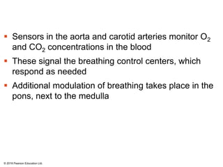  Sensors in the aorta and carotid arteries monitor O2
and CO2 concentrations in the blood
 These signal the breathing control centers, which
respond as needed
 Additional modulation of breathing takes place in the
pons, next to the medulla
© 2018 Pearson Education Ltd.
 
