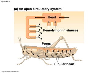 Figure 43.3a
(a) An open circulatory system
Heart
Hemolymph in sinuses
Pores
Tubular heart
© 2018 Pearson Education Ltd.
 