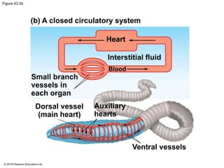 Figure 43.3b
(b) A closed circulatory system
Heart
Interstitial fluid
Small branch
vessels in
each organ
Dorsal vessel
(main heart)
Blood
Auxiliary
hearts
Ventral vessels
© 2018 Pearson Education Ltd.
 