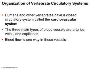 Organization of Vertebrate Circulatory Systems
 Humans and other vertebrates have a closed
circulatory system called the cardiovascular
system
 The three main types of blood vessels are arteries,
veins, and capillaries
 Blood flow is one way in these vessels
© 2018 Pearson Education Ltd.
 