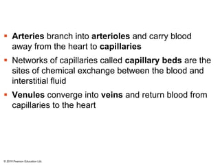  Arteries branch into arterioles and carry blood
away from the heart to capillaries
 Networks of capillaries called capillary beds are the
sites of chemical exchange between the blood and
interstitial fluid
 Venules converge into veins and return blood from
capillaries to the heart
© 2018 Pearson Education Ltd.
 