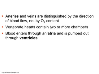  Arteries and veins are distinguished by the direction
of blood flow, not by O2 content
 Vertebrate hearts contain two or more chambers
 Blood enters through an atria and is pumped out
through ventricles
© 2018 Pearson Education Ltd.
 