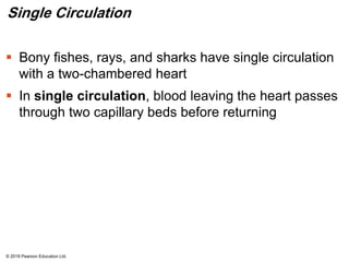 Single Circulation
 Bony fishes, rays, and sharks have single circulation
with a two-chambered heart
 In single circulation, blood leaving the heart passes
through two capillary beds before returning
© 2018 Pearson Education Ltd.
 
