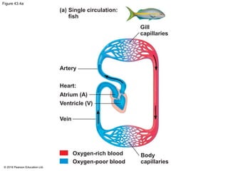 Figure 43.4a
(a) Single circulation:
fish
Gill
capillaries
Artery
Heart:
Atrium (A)
Ventricle (V)
Vein
Oxygen-rich blood
Oxygen-poor blood
Body
capillaries
© 2018 Pearson Education Ltd.
 