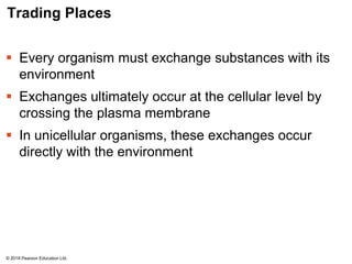 Trading Places
 Every organism must exchange substances with its
environment
 Exchanges ultimately occur at the cellular level by
crossing the plasma membrane
 In unicellular organisms, these exchanges occur
directly with the environment
© 2018 Pearson Education Ltd.
 