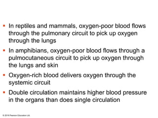  In reptiles and mammals, oxygen-poor blood flows
through the pulmonary circuit to pick up oxygen
through the lungs
 In amphibians, oxygen-poor blood flows through a
pulmocutaneous circuit to pick up oxygen through
the lungs and skin
 Oxygen-rich blood delivers oxygen through the
systemic circuit
 Double circulation maintains higher blood pressure
in the organs than does single circulation
© 2018 Pearson Education Ltd.
 