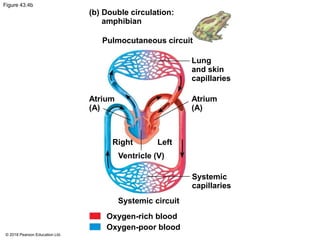 Figure 43.4b
(b) Double circulation:
amphibian
Pulmocutaneous circuit
Lung
and skin
capillaries
Atrium
(A)
Atrium
(A)
Right Left
Ventricle (V)
Systemic
capillaries
Systemic circuit
Oxygen-rich blood
Oxygen-poor blood
© 2018 Pearson Education Ltd.
 